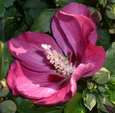 Roseneibisch Hibiscus syriacus Woodbridge5.JPG