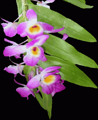 dendrobium nobile hybr.gif