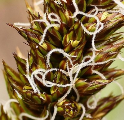 Carex vulpina (2).jpg