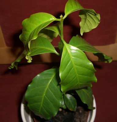 Zwergkaffee-Strauch - Coffea arabica nana5.JPG