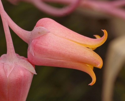 Echeveria colorata 2009-288 (8).jpg