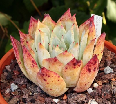 Echeveria colorata fma. brandtii 2009-162 (1).jpg