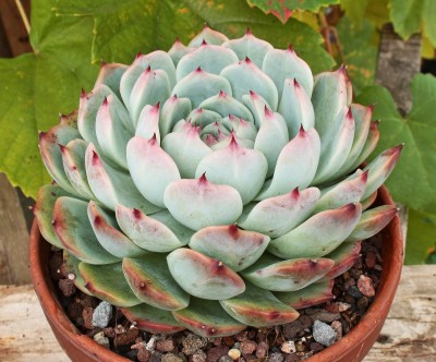 Echeveria colorata 2009-288 (4).jpg