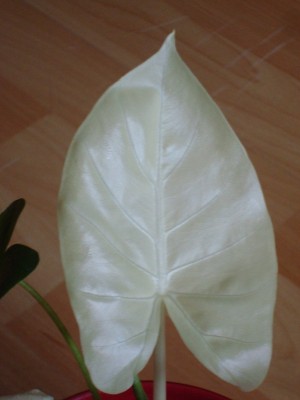 Alocasia m. variegata (4).JPG