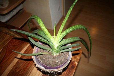 aloe1.jpg