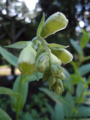 Digitalis_lanata_.JPG