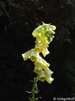 Digitalis_lanata.JPG