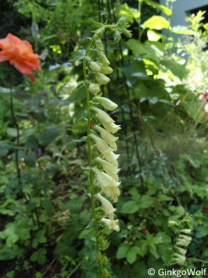 Digitalis_lut.JPG