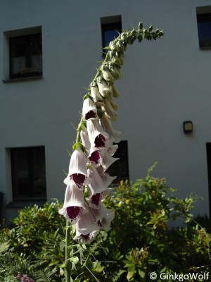 Digitalis_pur_PamsChoice.JPG