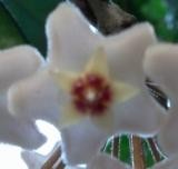 Hoya Carnosa Einzelblüte.jpg
