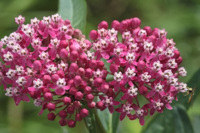 Asclepias incarnata Cinderella.JPG