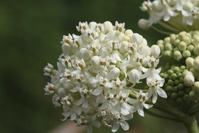 Asclepias Ice ballet.JPG