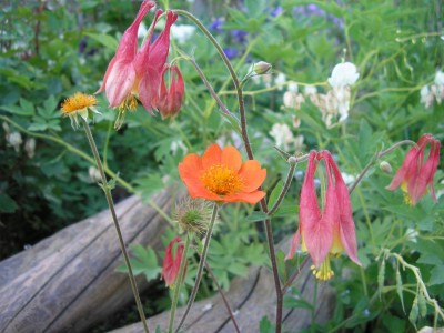 geum.JPG