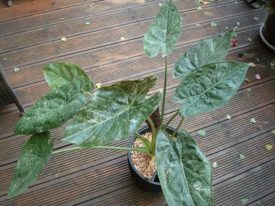 Alocasia wentii variegata.JPG