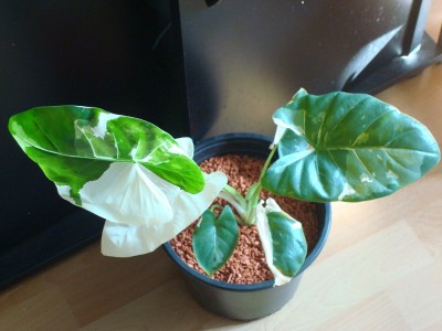 Alocasia m. variegata (3).JPG