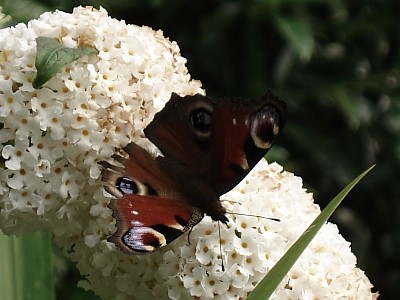 sommerflieder weiß.jpg