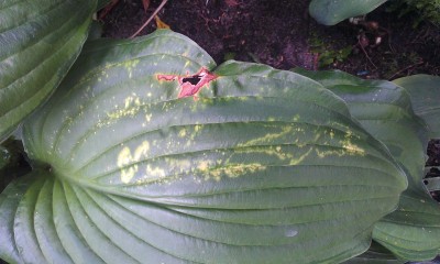 Hosta Mosaicvirus 1.jpg