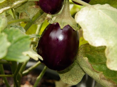 130827_aubergine_patio_black.jpg