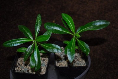 Pachypodium 025yy.jpg