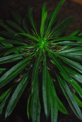 Pachypodium 022yy.jpg