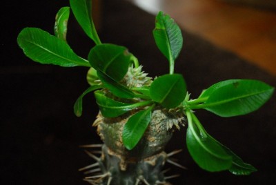 Pachypodium 020yy.jpg