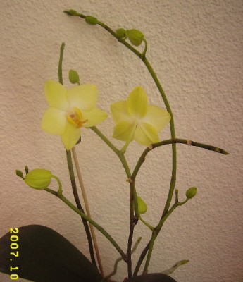 gelbe-6 Blütentriebe.jpg