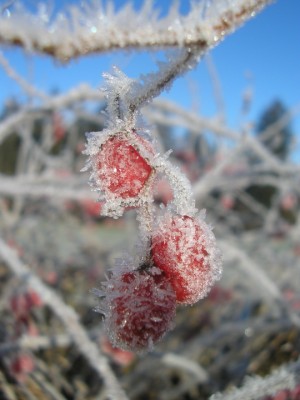 11wintertraumsolanum.JPG