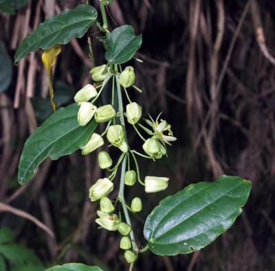 Passiflora kwangtungensis Blaetter.jpg