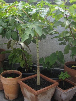 120902_carica_papaya.jpg