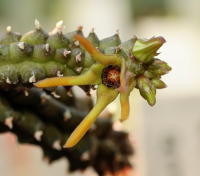 Echidnopsis montana (1a).jpg
