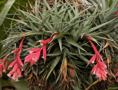 Tillandsia recurvifolia (1a).jpg