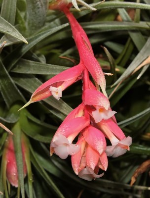 Tillandsia recurvifolia (2a).jpg