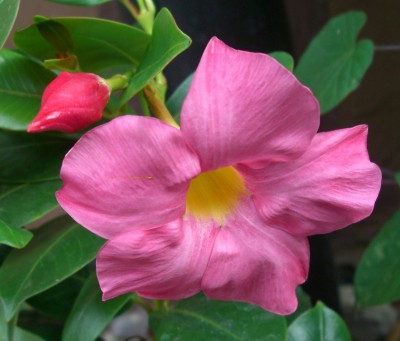 Dipladenia4.JPG