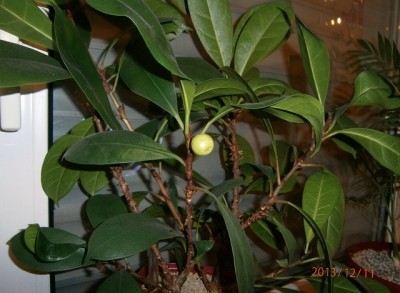 Pflanze mit Frucht 1.JPG