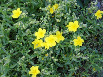 Sonnenröschen Helianthemum.JPG