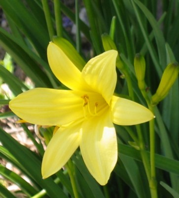 Taglilien gelb (Hemerocallis).JPG