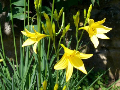 Taglilien gelb (Hemerocallis)3 - Kopie.JPG