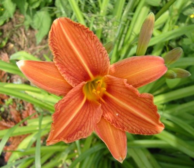 Taglilien orange (Hemerocallis fulva).JPG