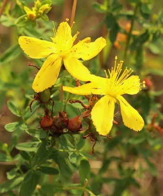 Hypericum perforatum (1).jpg