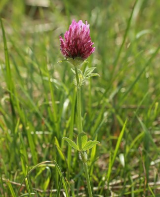 Trifolium pratense (1).jpg