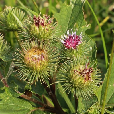 Arctium (1).jpg