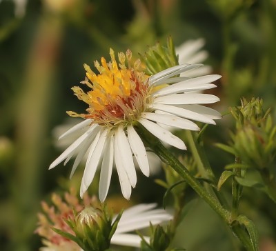 Symphyotrichum lanceolatum (2).jpg