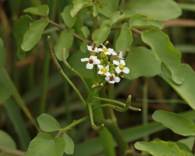 Nasturtium officinale (1).jpg