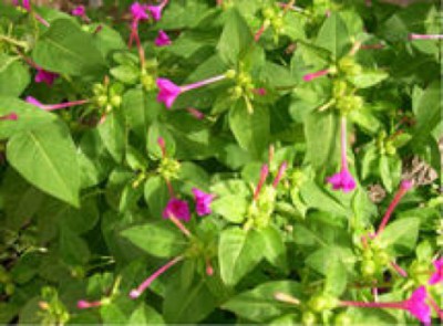 Mirabilis-jalapa-pflanze-resistenz-Phytopthora.jpg