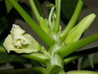 140413_carica_papaya_1.jpg