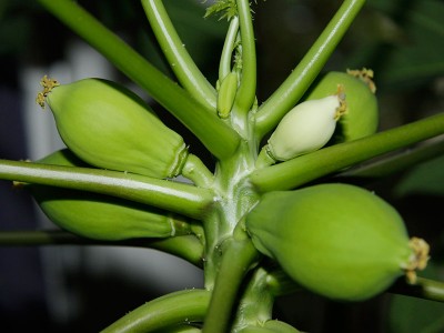 140503_carica_papaya_fruechte.jpg