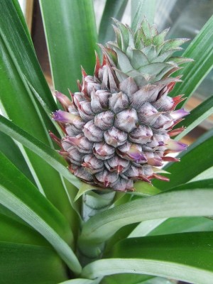 Ananas 13.05.2014.JPG