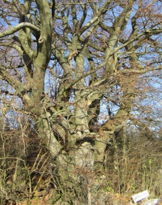 ganz alter Baum.jpg