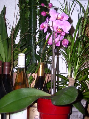 orchidee2.JPG