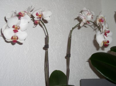 Orchidee.JPG